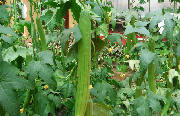 哪些蔬菜基本不打農(nóng)藥？多買這6種蔬菜，可以放心食用