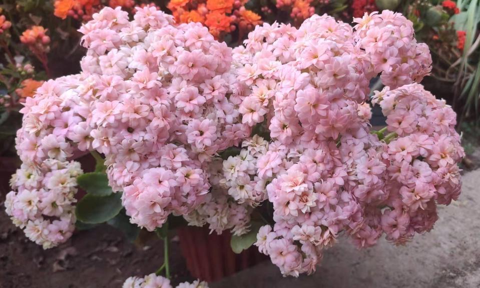 What kind of flowers are good for winter?As long as there is heating in