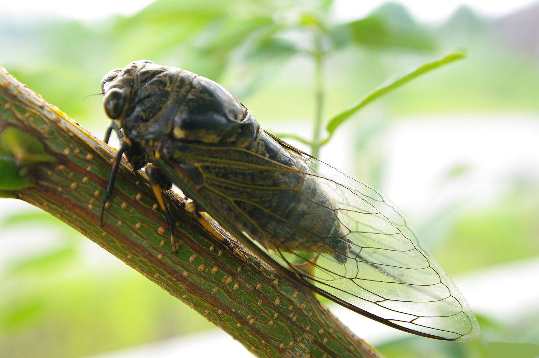 Disgusted Insect 20 most frightening and disgusting insects - iNEWS