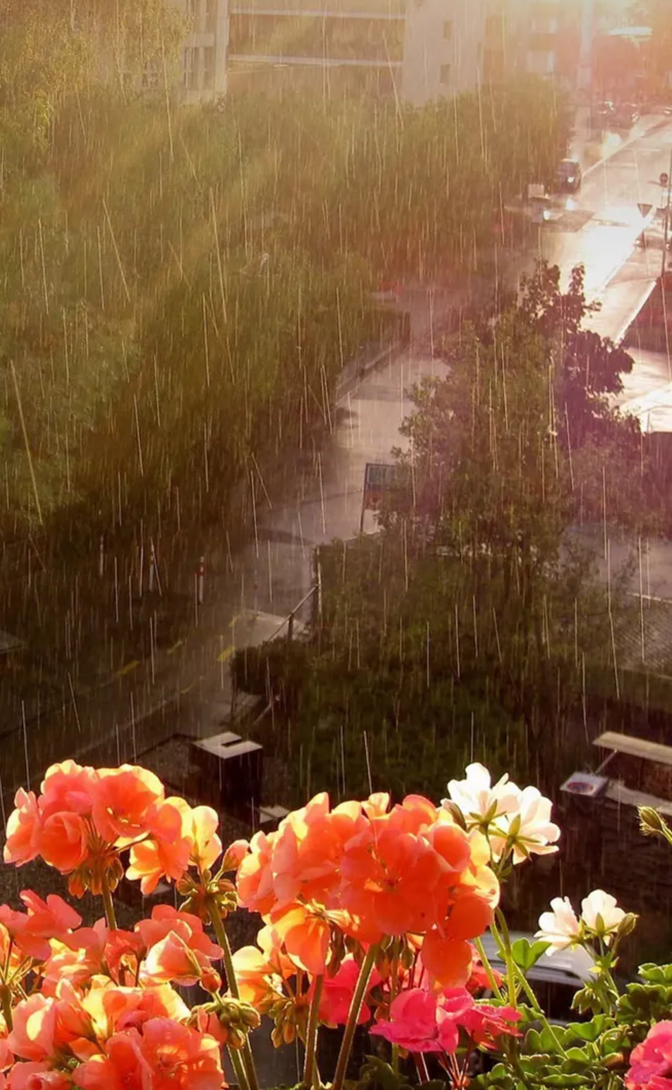 有关小雨的诗词，让小雨驱散夏日的炎热-第13张图片-诗句网