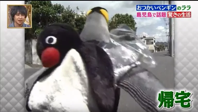 這只日本小鎮的網紅企鵝，每天最愛的事是背包去魚店討魚吃～