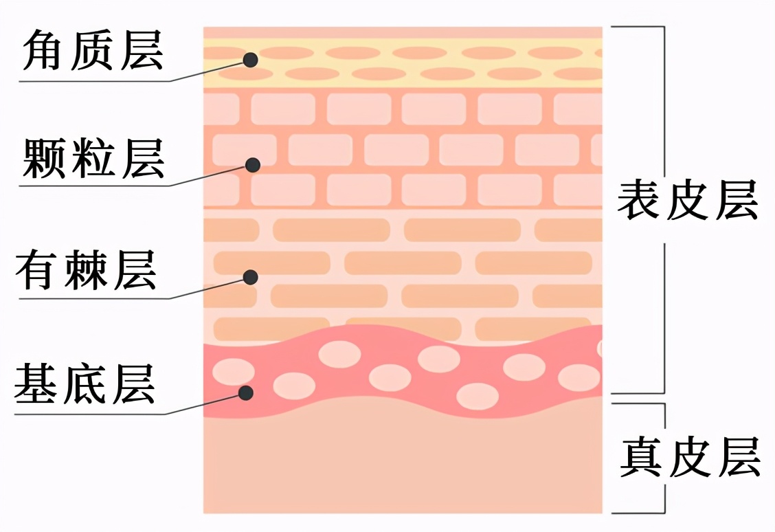 皮膚層的三層樓：表皮、真皮和皮下組織 - 資訊咖