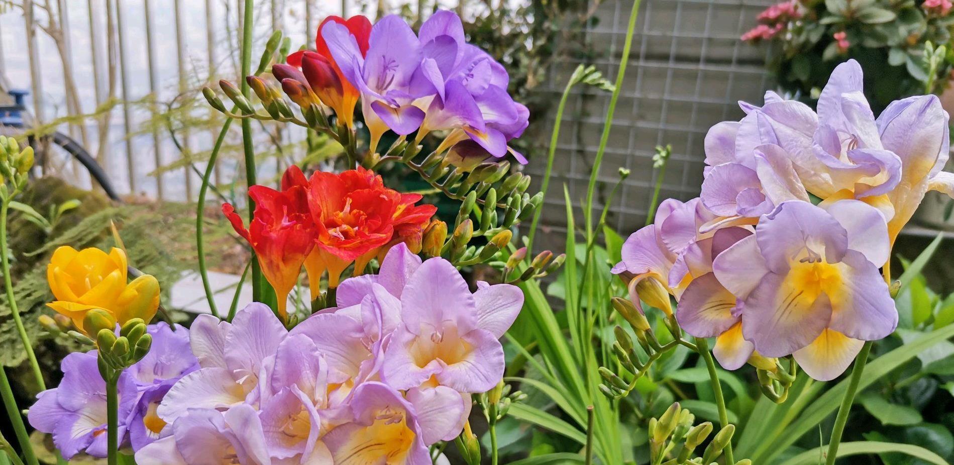 The temperature rises, the 6 kinds of flowers need to "dormant", less