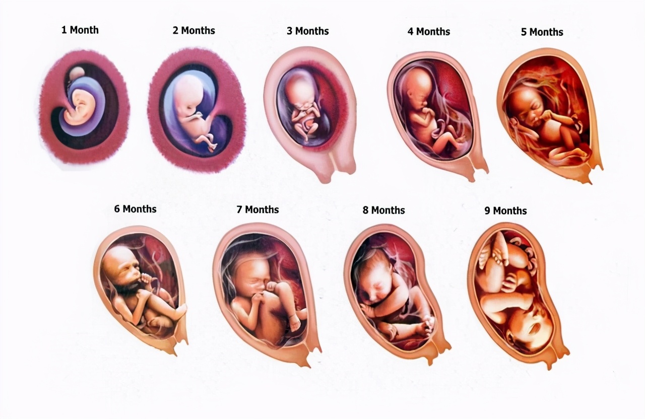 40-week fetus transformation: from 0.5 cm fertilized egg to 50 cm baby ...