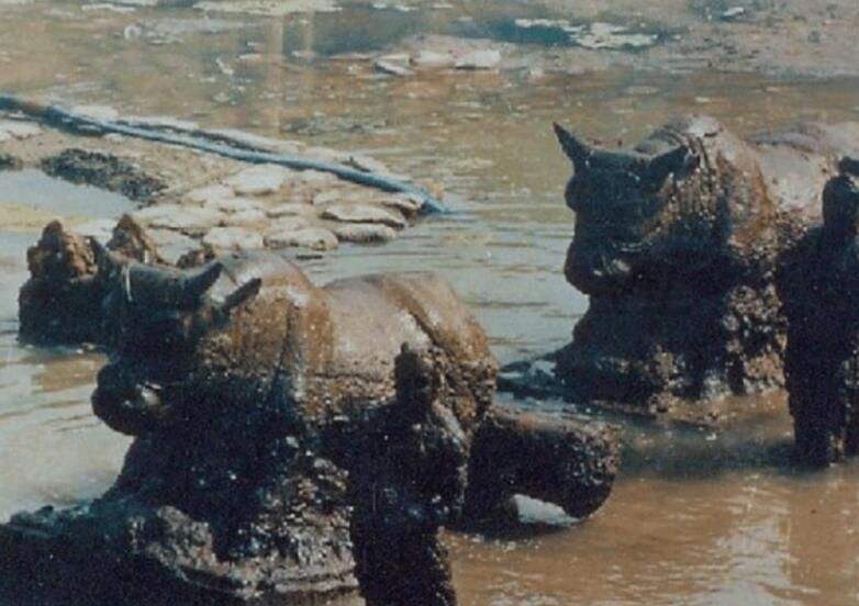 黄河数吨重“镇河”铁牛，“藏”于水中千年不