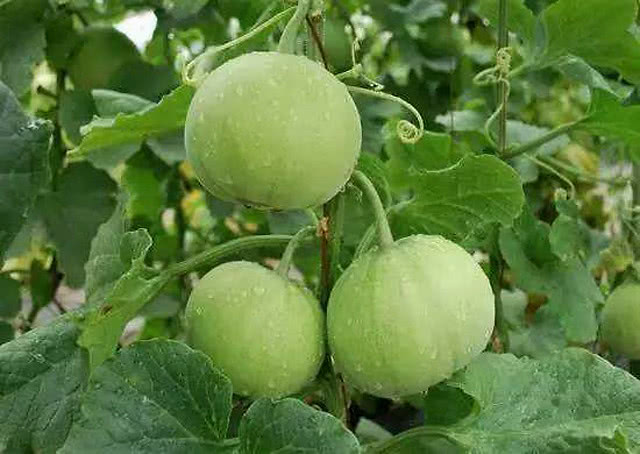甜瓜重茬根腐用什么灌根好？枯萎黄萎喷什么药