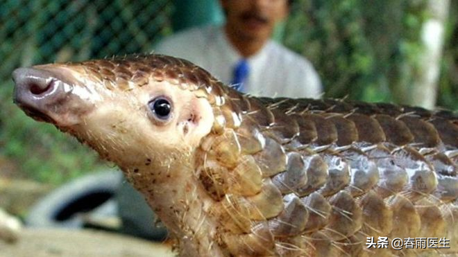 快死绝的穿山甲，和吃不够的中国人