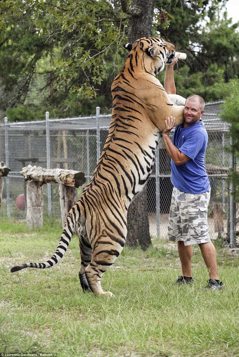 Siberian Tiger vs. Barbary Lion, who is the strongest on the surface