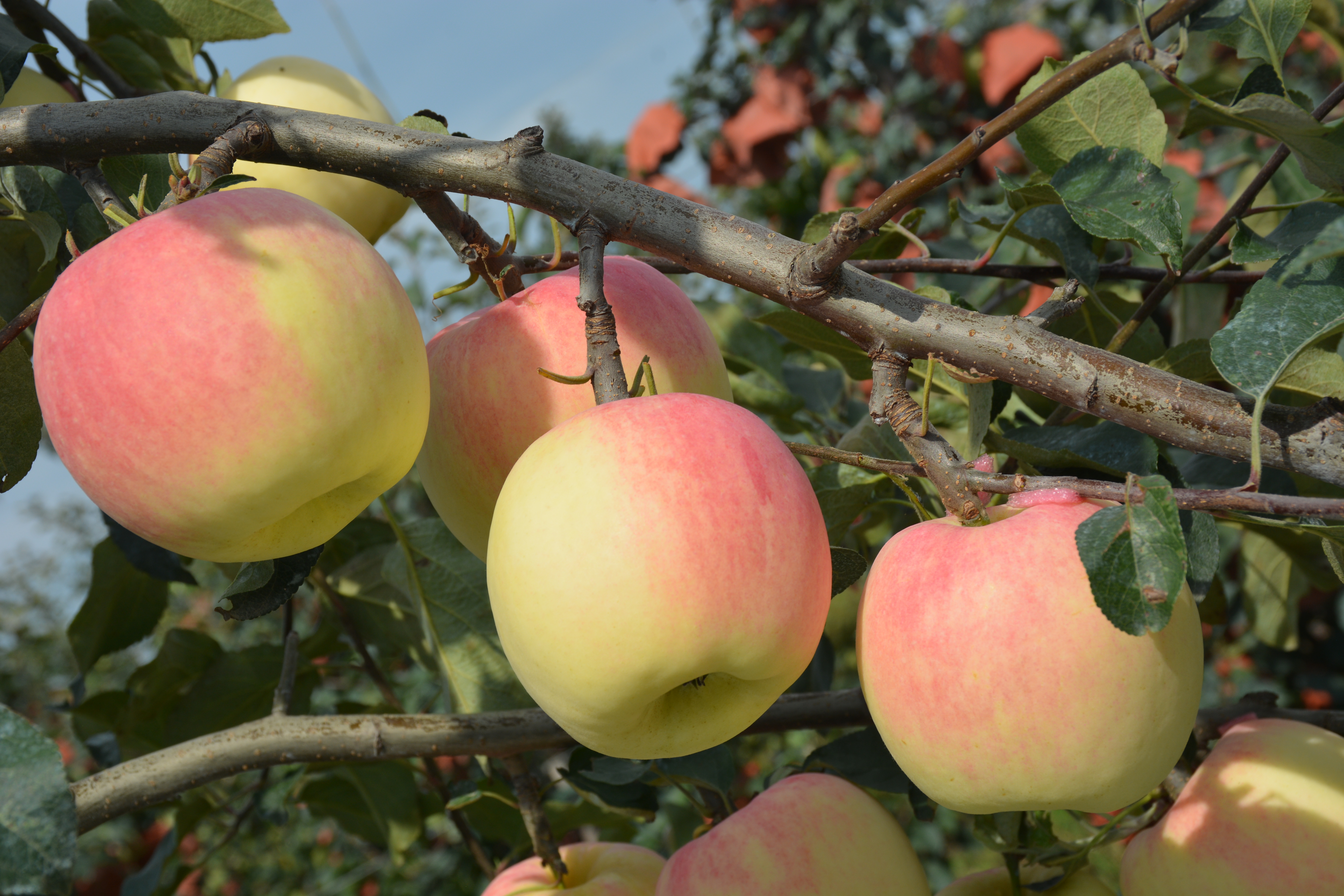 37个知名苹果品种有的已被淘汰有的老而弥坚你认识几个