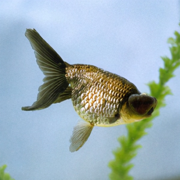 金魚欣賞(108種)，太漂亮了