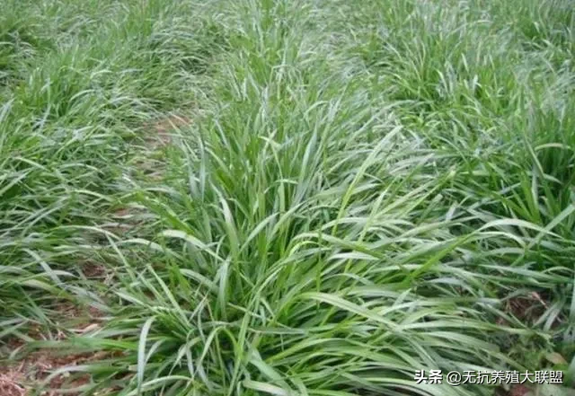 这样养鹅既能降低成本，又能提高利润