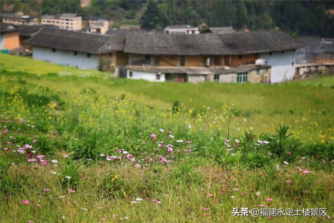 阳春三月 · 永定初溪土楼赴一场春之约