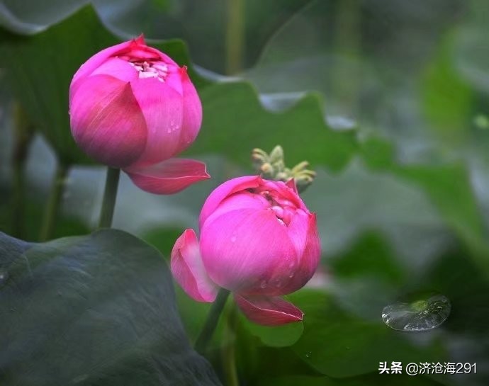 晏几道一首小众《鹧鸪天》，格调高雅，旖旎中的一股清流-第5张图片-非凡网