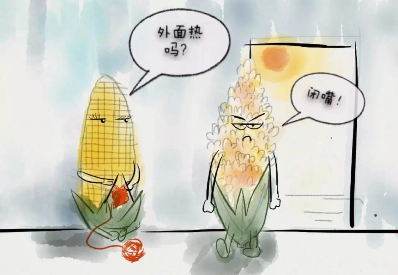 夏日炎炎,一句话形容你那里有多热,玉米热成爆米花