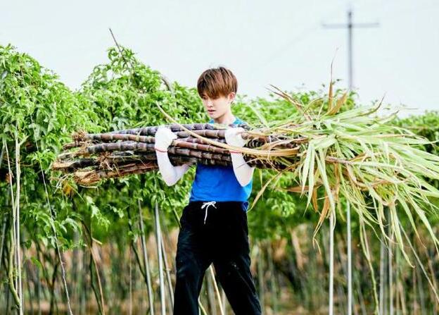 任嘉伦问何炅：去你公司上班年薪多少？何炅的回复让人笑翻