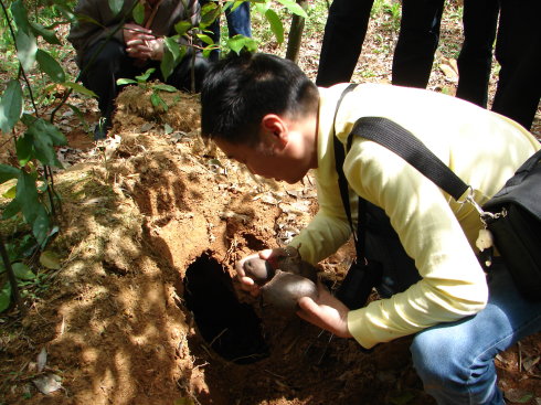 The fungus that grows in termite nests is more expensive than gold. Why are those who dig it unwilling to sell it?