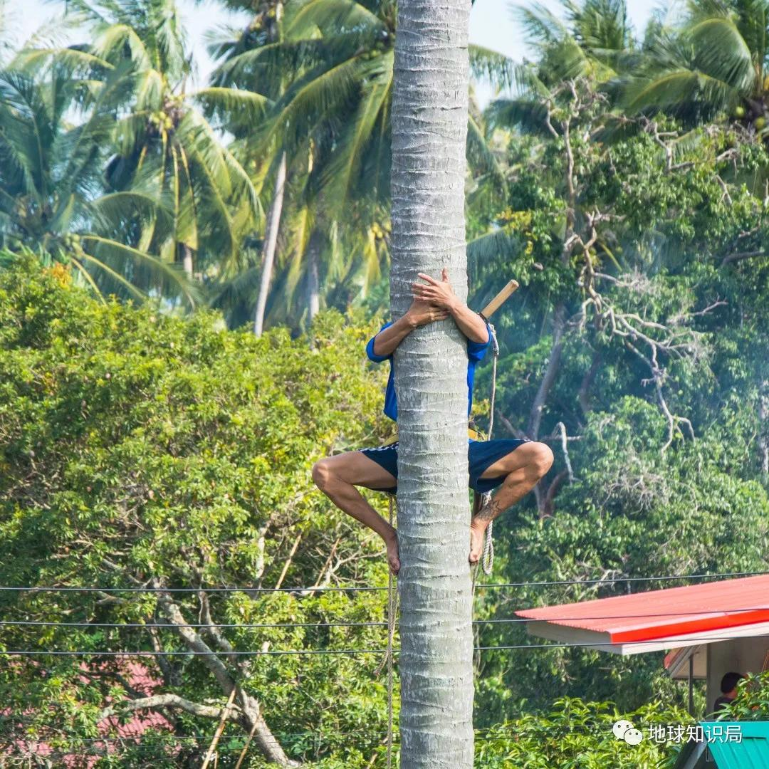 泰國猴子，有苦說不出 | 地球知識局