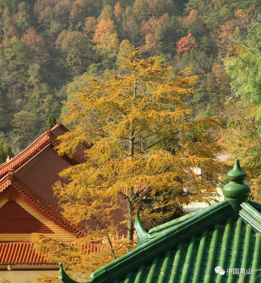 世界野生动植物日｜黄山，万物生灵繁衍生息的天堂