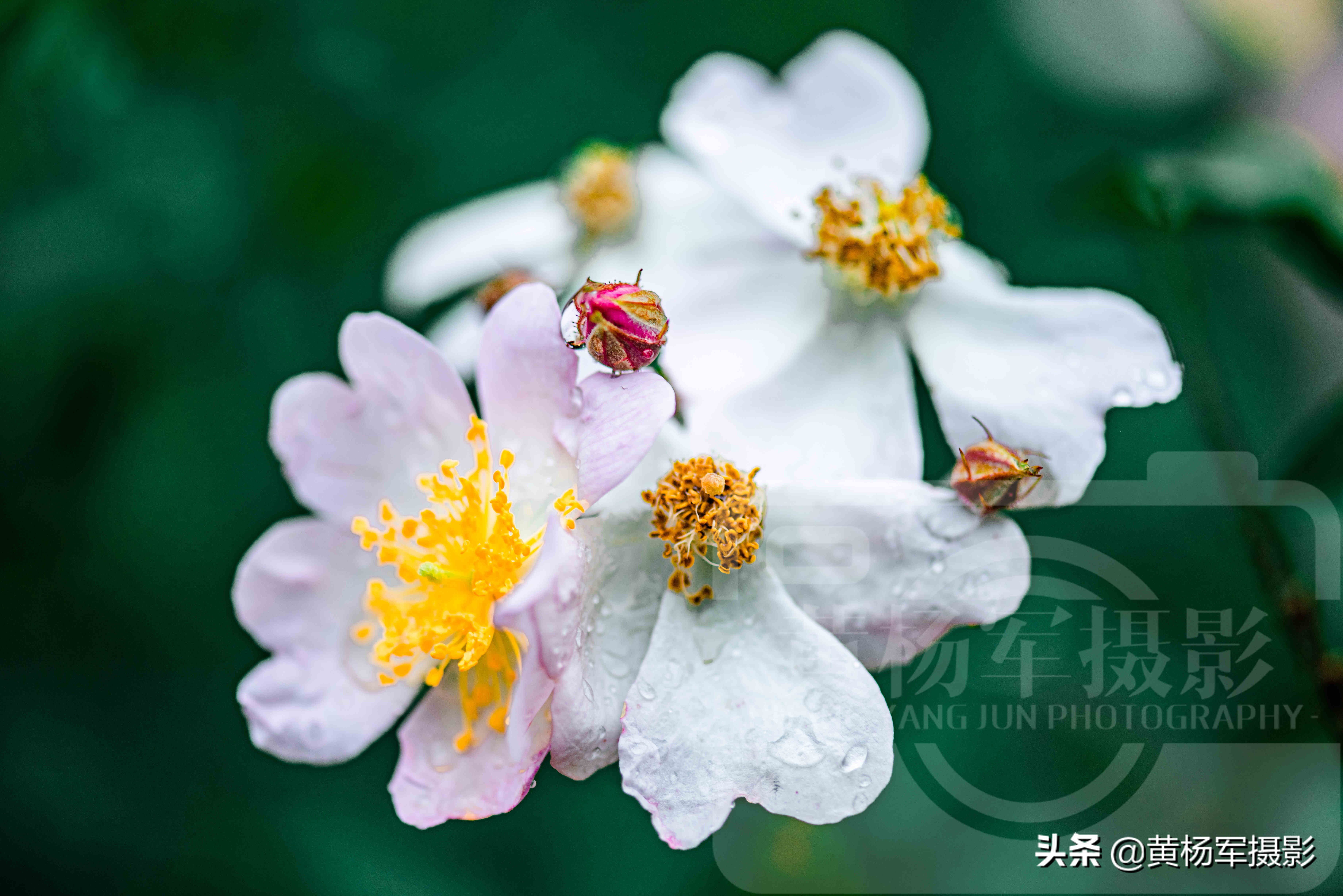 春雨中美豔盛開的野薔薇花 絢爛的花朵非常漂亮 百態常見的野花 黃楊軍攝影 Mdeditor