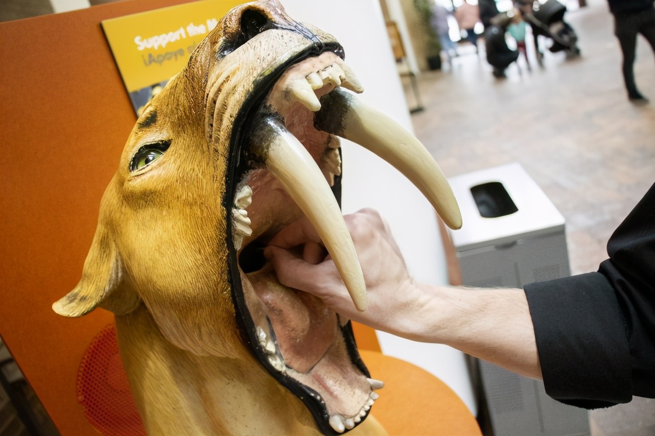 The Saber-toothed Tiger Has 28 Cm Long Teeth And Its Open Mouth Reaches ...