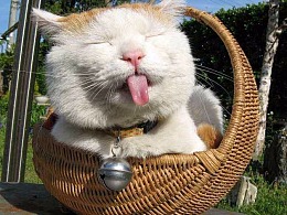 Will start a hand to abstain " white lover " chocolate, do easily simply " feline tongue " sweetmeats