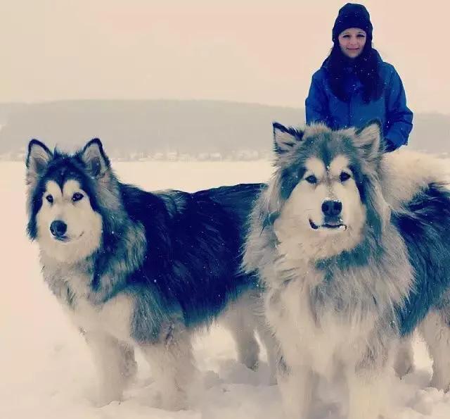 各国猛犬大全，建议收藏