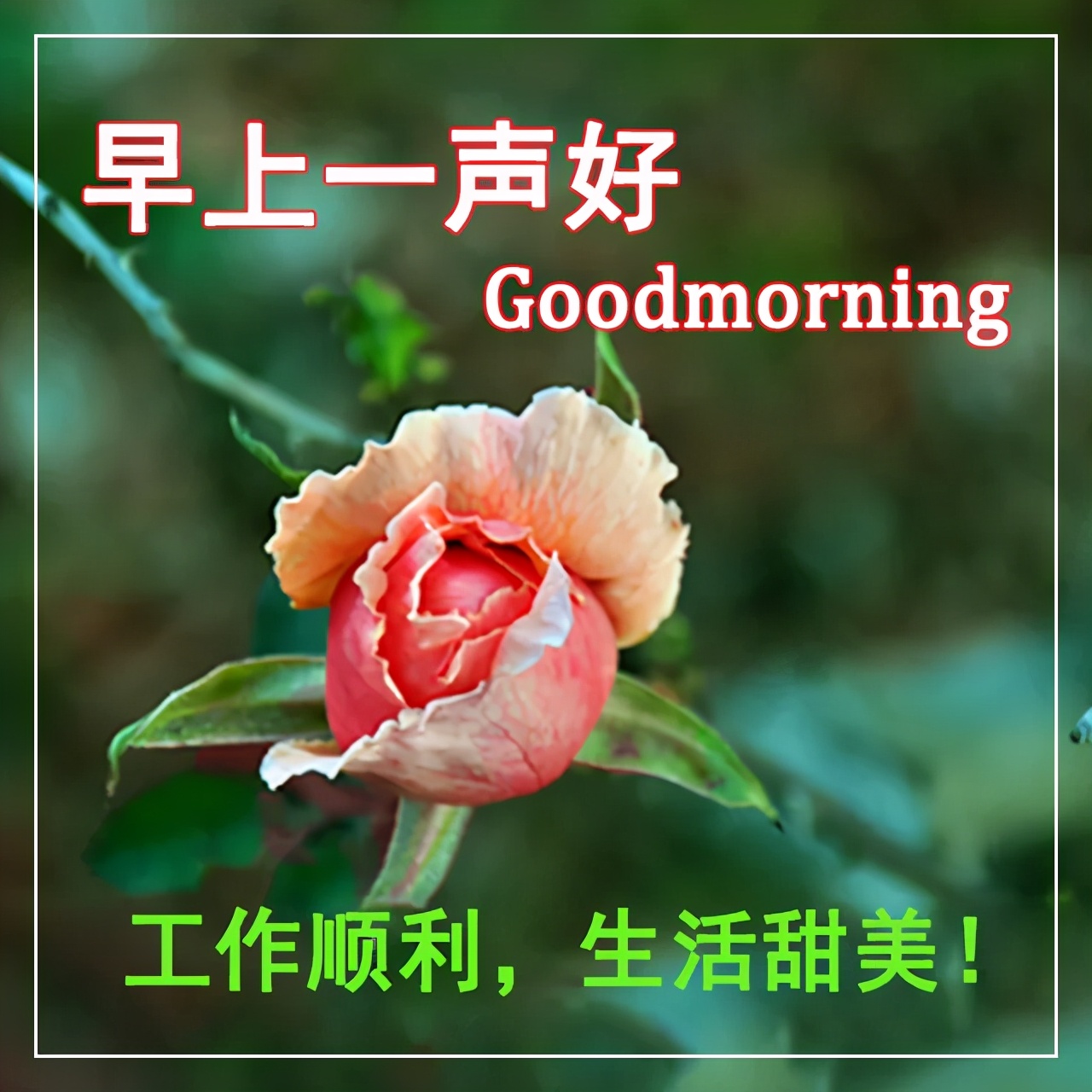 清晨问候早安的简短语句，新的一天早安祝福语精美语句图片