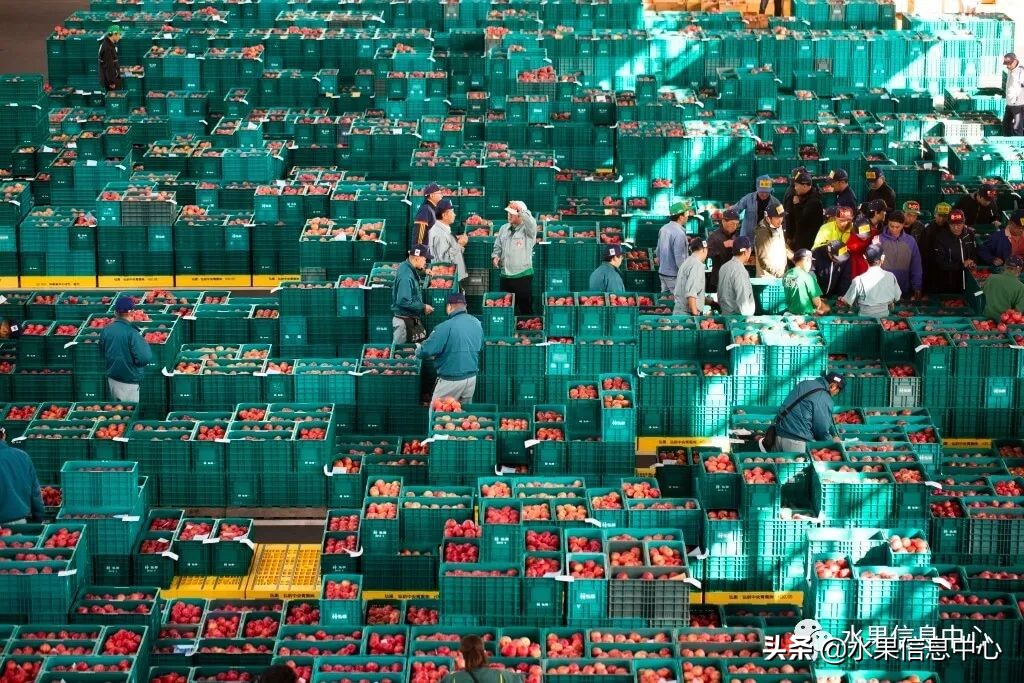 日本苹果为什么种的好？走进日本苹果第一大县“青森县”