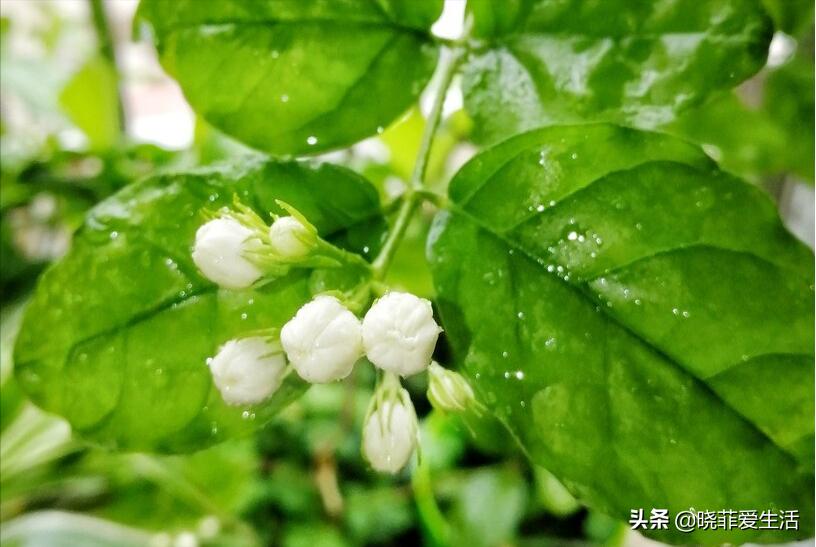 茉莉花风水禁忌:为什么茉莉花不能养在卧室