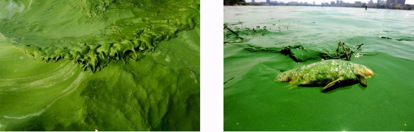 水产养殖科普！蓝藻在水产养殖中造成的危害及防治措施