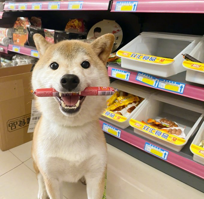 领着柴犬去超市，它叼起火腿肠，主人非常感动：谢谢你这么暖心呀