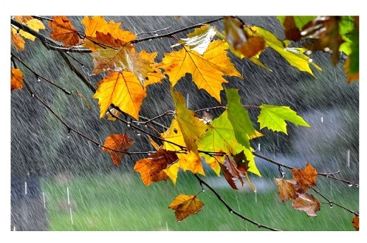 秋天裡的雨 溼漉漉的風 青竹節長 Mdeditor