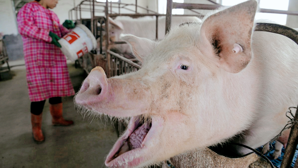 猪价、肉价“跌不停”，肉价大跌13.5元，猪价跳水反弹在即？
