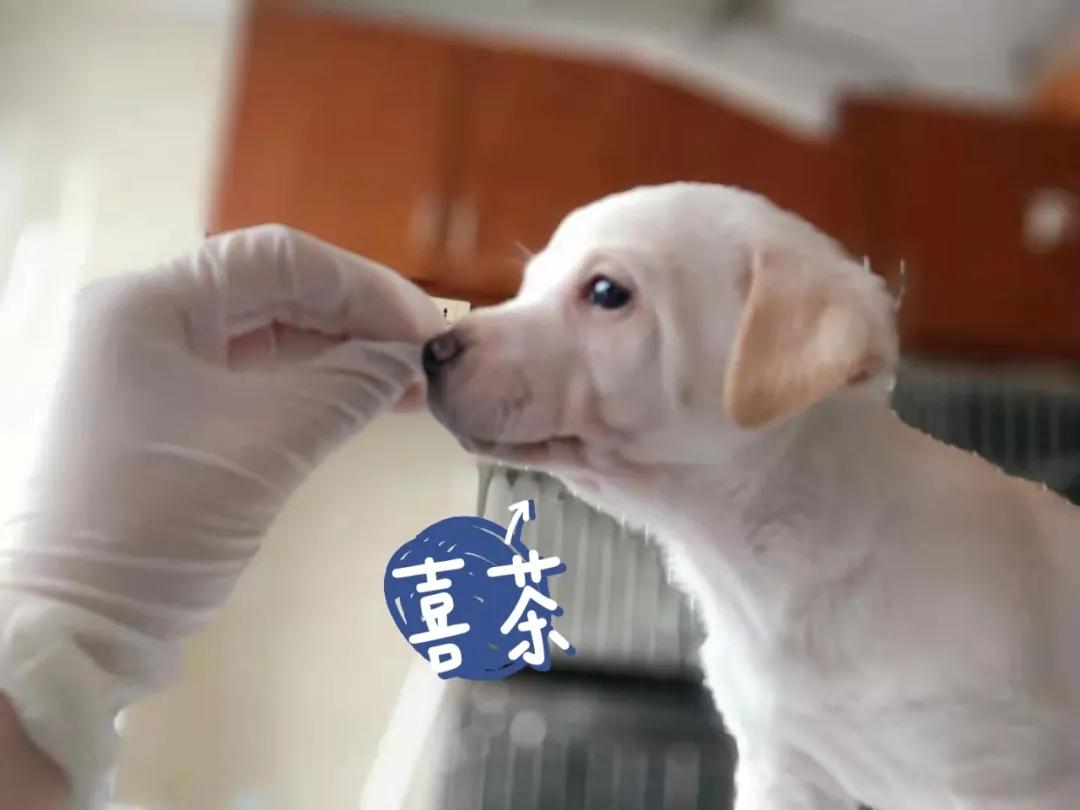 狗狗领养大片｜《请回答“领养人们”》
