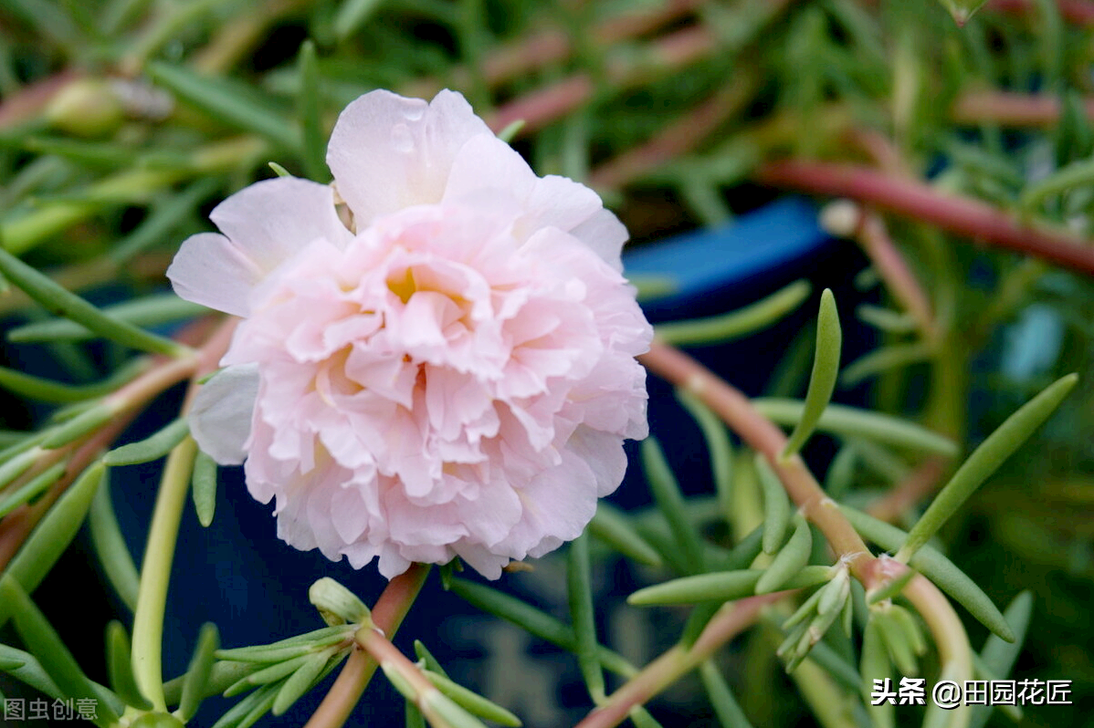 Double sunflowers are easy to wither and die in winter? Don't worry, it