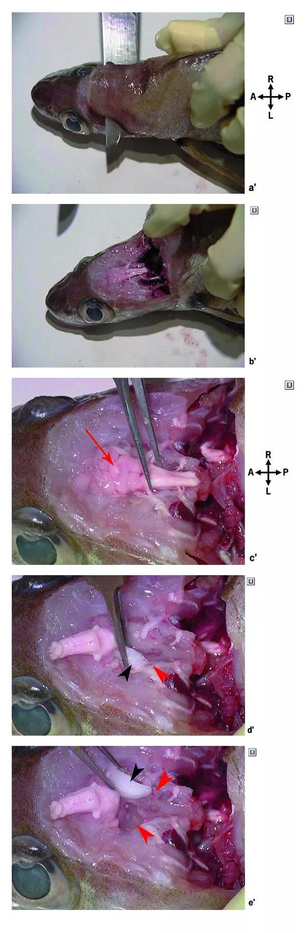 了解鱼的耳石鱼类内耳中的硬组织具有听觉平衡和加速等感觉功能