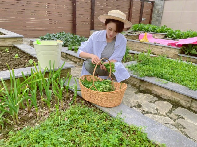 Zhang Xin grants farm big bumper harvest, bask in husband perspective beauty to illuminate, wearing air of the simple and bare-handed ground connection that pick food