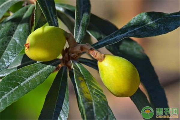 2020年枇杷价格多少钱一斤？枇杷种植能赚钱么？