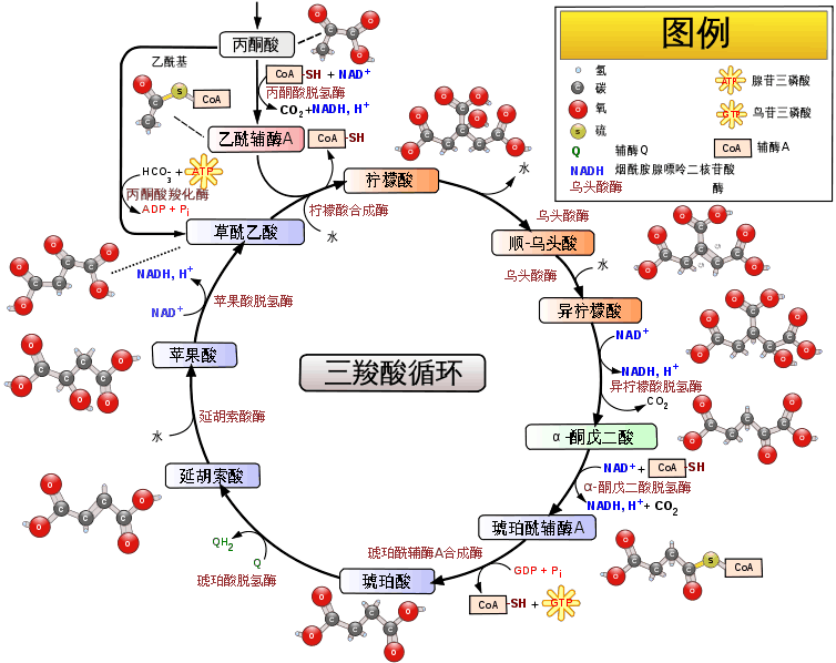 叮~线粒体和铁死亡的关系了解一下？