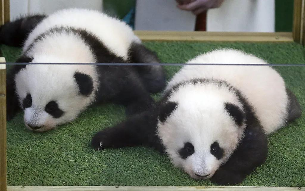 Yuandudu and Huanlili!The panda twin cubs in France have names iNEWS(01)