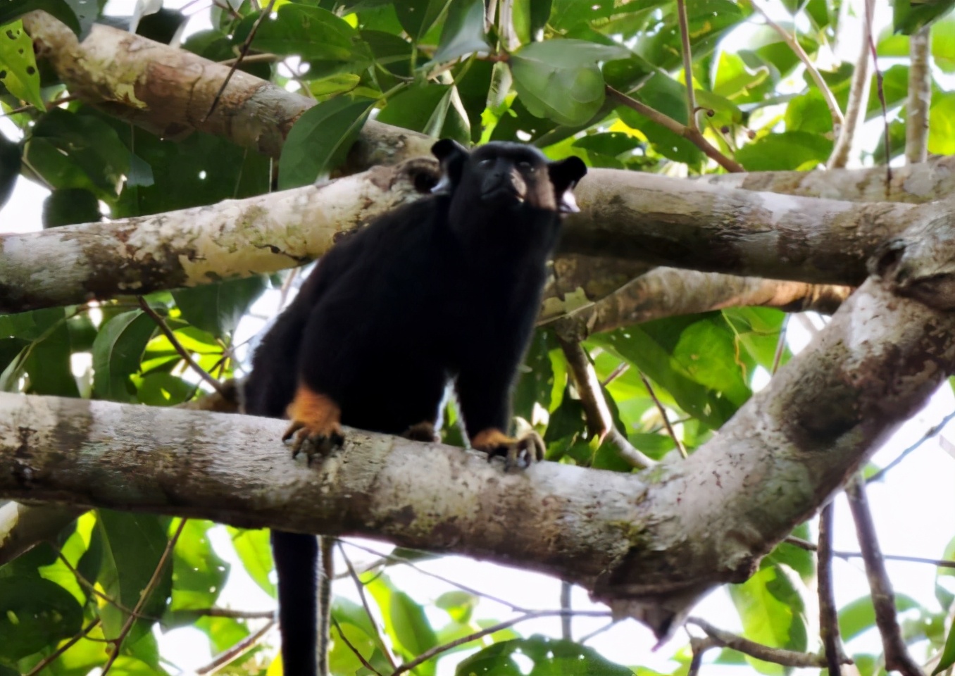 靈長類動物會調整"口音"，避免衝突