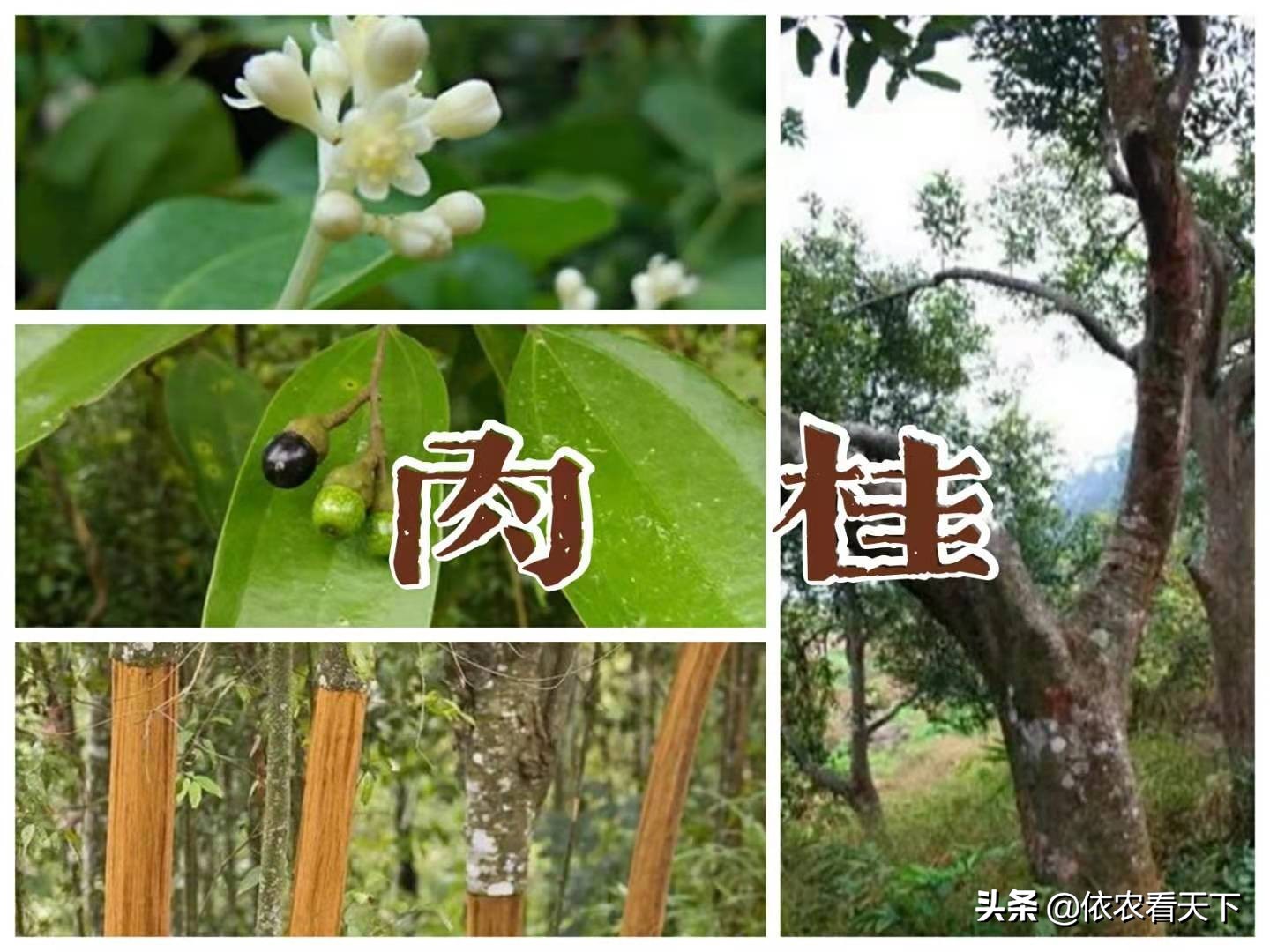 桂花 肉桂和月桂 完全不同的三种树 了解区别莫要认错和用错 依农看天下 Mdeditor