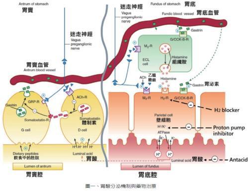 罗沙替丁——H2受体拮抗剂的后起之秀