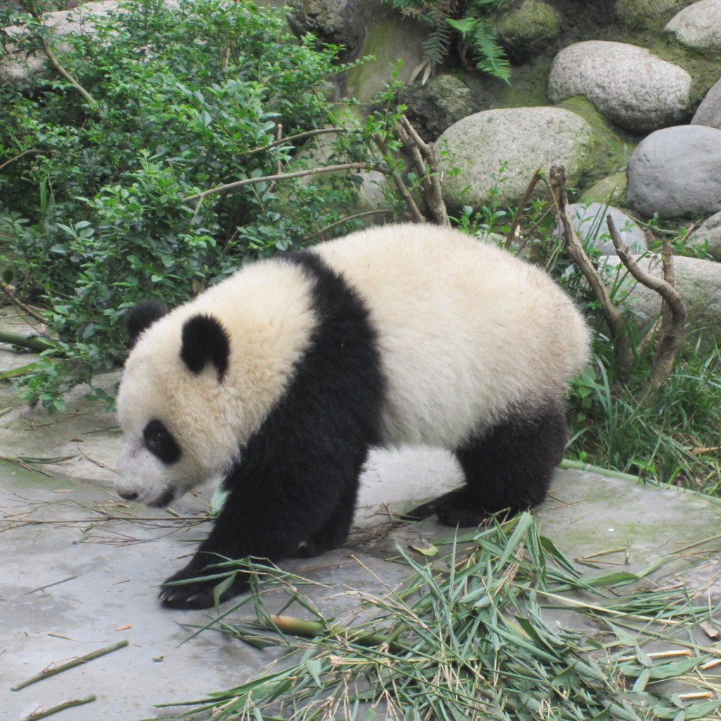 中国20种濒危珍稀动物大盘点，特别珍贵，保护濒危珍稀动物