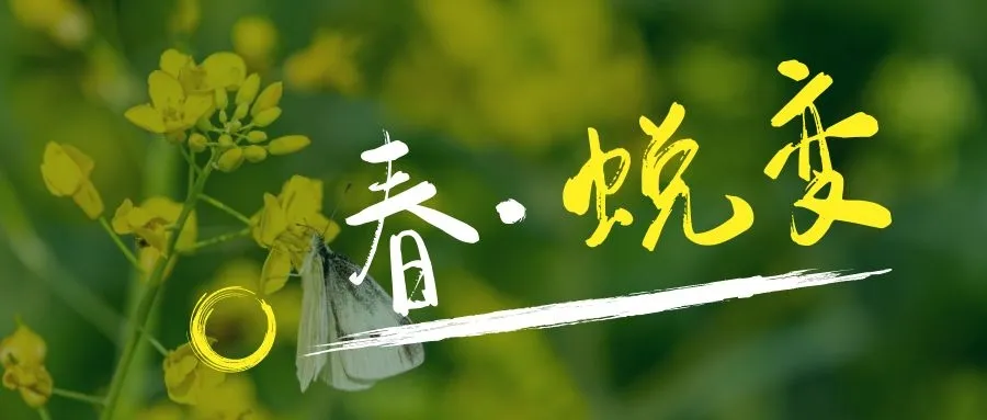 鼓浪屿花景惊艳“上新”,华丽蜕变春日绽放