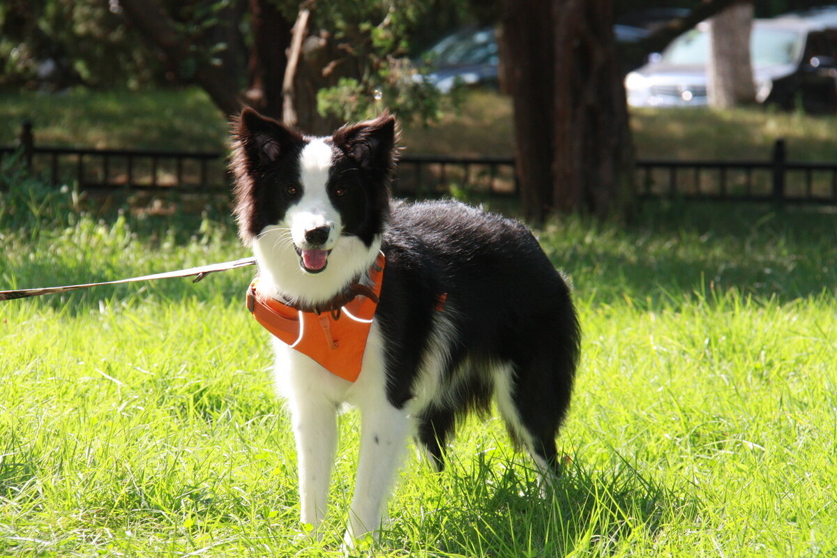 邊境牧羊犬的這些缺點 你知道麼 暖男小金毛 Mdeditor