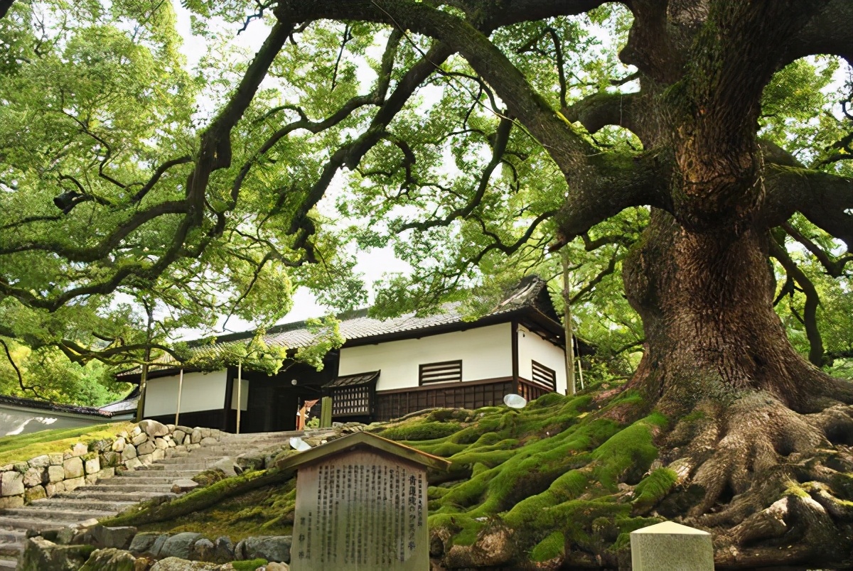 京都人才懂的絕美祕境 青蓮院 日本新華僑報 Mdeditor