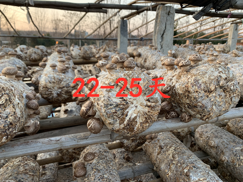 小万黄：农村小伙讲述随州冬花菇种植过程