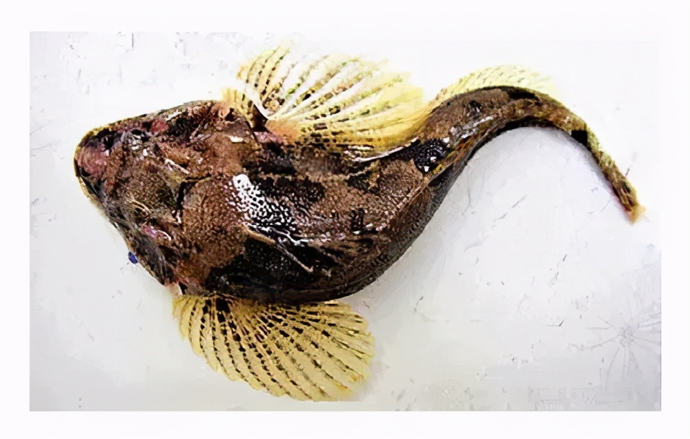 The ten most expensive freshwater fish in the country, comparable to ...