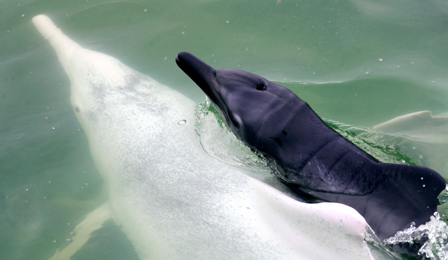 中华白海豚带崽春游同为水中大熊猫它和白鳍豚有什么不同